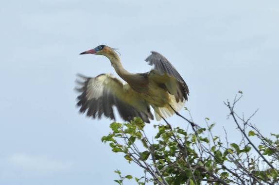 Uma Garça Morena alça voo no Hato El Cedral, na região dos llanos venezuelanos, perto da cidade de Mantecal